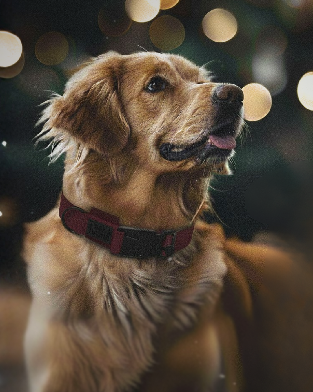 'Coal' for Christmas