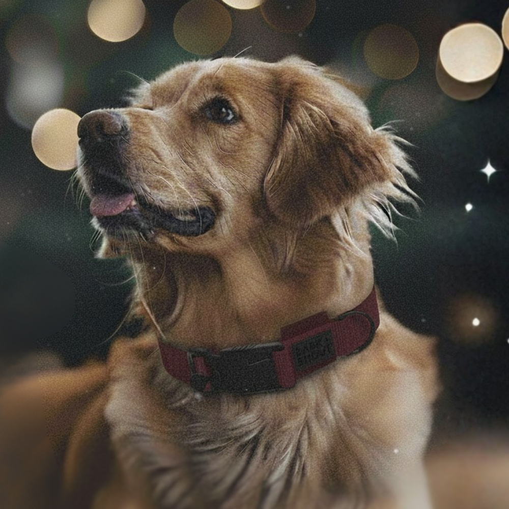 SPRK-KIT 3.0 | Collar + Lead + Giftbag